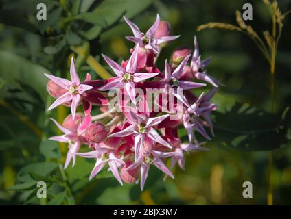 Auffällige Milkweed (Asclepias speciosa) Okanagan Region, British Columbia Stockfoto
