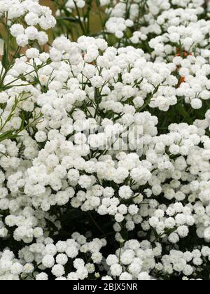 Massierte weiße Doppelblüten des winterharten jährlichen Babyatems, Gypsophila paniculata 'Snowflake' Stockfoto