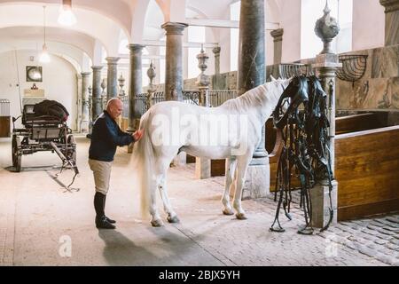 20. Februar 2019. Königlicher Stall in Dänemark Kopenhagen auf dem Territorium Christiansborg Slot. Mann, der einen prächtigen Pferdeschwanz kämmt. Mann, der im Gestüt arbeitet Stockfoto