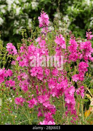 Halbdoppelte, leuchtend rosa Blüten des winterharten mehrjährigen Präriemalvenmalges, Sidalcea 'Mr Lindbergh' Stockfoto