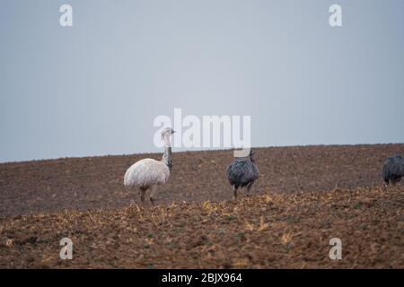 Ein weißer Nandu steht mit anderen Nandus auf einem Feld auf der Suche nach Nahrung