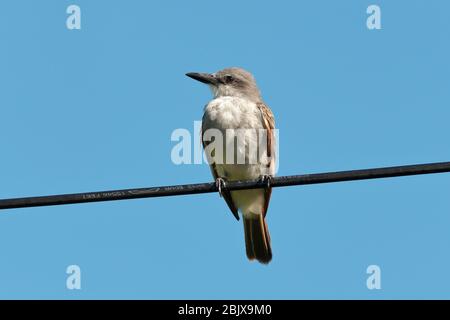 Der graue Königvogel oder graue Königvogel, auch bekannt als pitirre, Petchary oder Weißreiher Königvogel ist ein Singvogel. Stockfoto