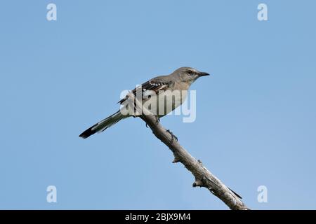 Der nördliche Spötelvogel ist der einzige Spötelvogel, der in Nordamerika häufig gefunden wird. Stockfoto