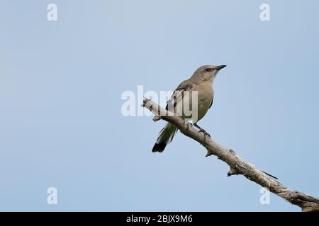 Der nördliche Spötelvogel ist der einzige Spötelvogel, der in Nordamerika häufig gefunden wird. Stockfoto