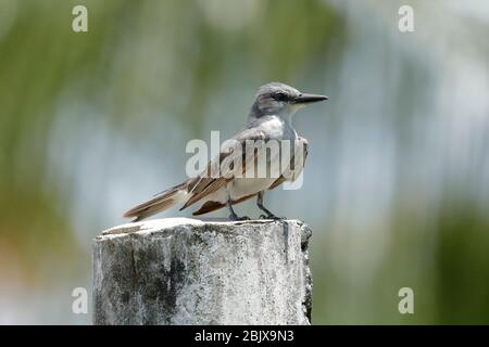 Der graue Königvogel oder graue Königvogel, auch bekannt als pitirre, Petchary oder Weißreiher Königvogel ist ein Singvogel. Stockfoto