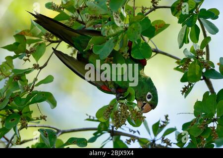 Der Hispaniolan Sittich oder perico ist eine Papageienart aus der Familie Psittacidae. Es ist endemisch auf der Insel Hispaniola. Stockfoto