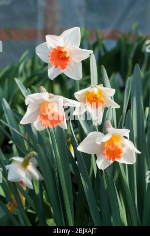 Gruppe von Narcissus Rosa Charme in Blüte im Frühjahr. Pink Charm ist ein weißer & lachsrosa Division 2 große kuppelige voll winterhart Frühjahr blühenden Narzissen Stockfoto