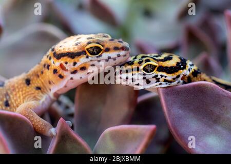 leopard Gecko in einem Kaktus im Garten Stockfoto