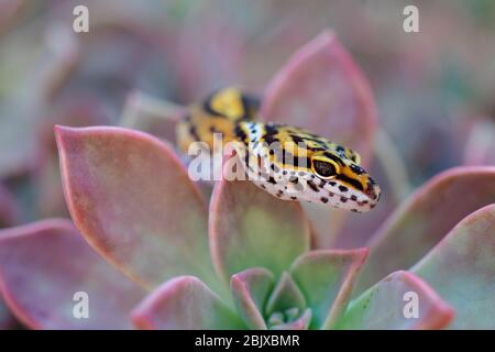 leopard Gecko in einem Kaktus im Garten Stockfoto