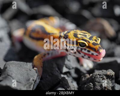 leopard Gecko in einem Kaktus im Garten Stockfoto