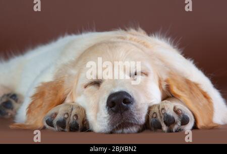 Welpe des goldenen Retriever ein Nickerchen, schlafen auf dem Boden Stockfoto