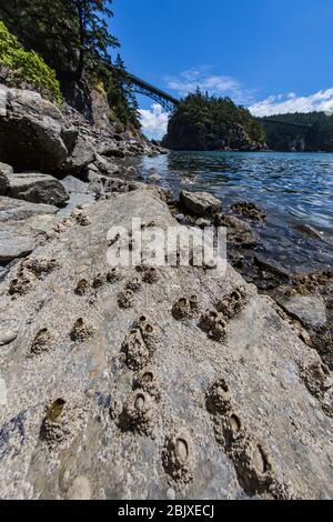 Riesige Acorn-Seepocken, Balanus nubilus, bei Ebbe im Deception Pass State Park, Fidalgo Island, Washington State, USA Stockfoto