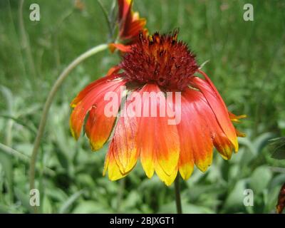 Eine Nahaufnahme einer orangefarbenen, gelben und roten Feuerradblume wächst auf einer Wiese im Norden von Arizona. Stockfoto