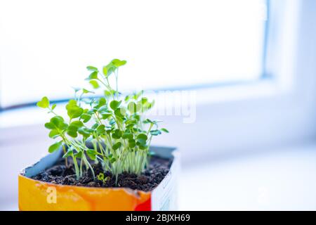 Junge Sprossen grüne Pflanze im Topf. Wie man Nahrung zu Hause auf Fensterbank anbauen. Sämlinge und Heimgartenarbeit. Stockfoto
