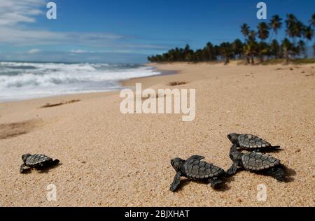 Meeresschildkröte Baby schlüpfen Neugeborenes kriechen auf Sand am Strand nach dem Auftauchen aus dem Nest. Habichtsbill specie (Eretmochelys imbricata) Stockfoto