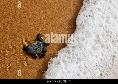 Meeresschildkröte Baby schlüpfen Neugeborenes kriechen auf Sand am Strand nach dem Auftauchen aus dem Nest. Loggerhead-Spezie (Caretta caretta) Stockfoto