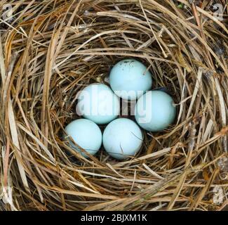 Fünf hellblaue östliche Blauvogel Eier im Nest aus Kiefernstroh Stockfoto