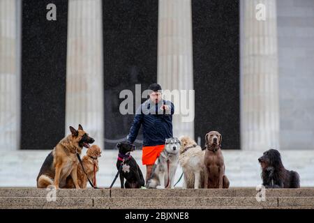 Washington, DC, USA. April 2020. Ein Mann geht am 30. April 2020 am Lincoln Memorial in Washington, DC, USA, mit Hunden spazieren. Die US-Notenbank Federal Reserve hat am Donnerstag angekündigt, dass sie den Umfang und die Förderfähigkeit ihres 600 Milliarden Dollar schweren Main Street Lending Program ausweiten wird, das kleinen und mittleren Unternehmen helfen soll, die von der COVID-19-Pandemie betroffen sind. Kredit: Ting Shen/Xinhua/Alamy Live News Stockfoto