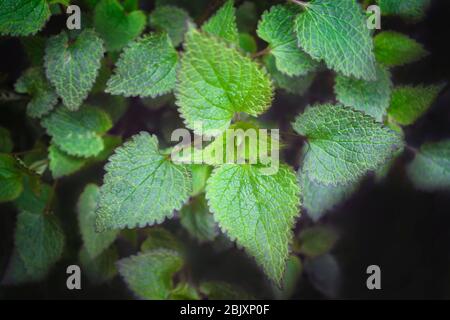 Junge Triebe von Brennnessel. Natürliche grüne Gras Hintergrund. Grün brennendes Gras. Urtica urens. Stockfoto
