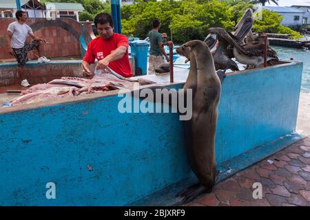 Galapagos Inseln, Ecuador - April 2011: Robben und Pelikane warten auf Nahrung und auf dem Fischmarkt in Puerto Ayora Seehafen Santa Cruz Island Stockfoto