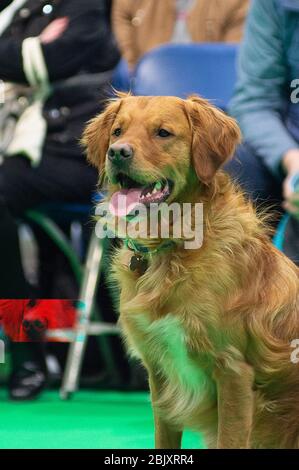 CRUFTS: Bramble der Golden Retriever und sein Handler demonstrieren Rally mit ihrem Team am 7. März 2020 Stockfoto