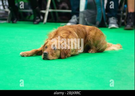 CRUFTS: Bramble der Golden Retriever und sein Handler demonstrieren Rally mit ihrem Team am 7. März 2020 Stockfoto