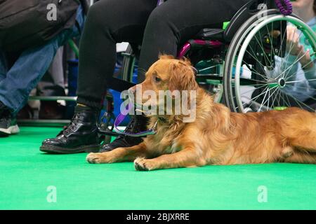 CRUFTS: Bramble der Golden Retriever und sein Handler demonstrieren Rally mit ihrem Team am 7. März 2020 Stockfoto