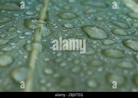 Natur im Makro: Morgentau auf einem Blatt mit dem Sonnenlicht schimmernden ruht, zeigt große Details und Texturen der Schönheit der Natur. Stockfoto