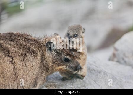 Mutter und süßes Baby Afrikaner Daman (Hyrax) auf Felsen Südafrika liegen Stockfoto