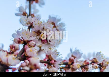 Frühling weiß-rosa Blüten auf einem Baum Ast. Aprikosenbaum in Blüte. Frühlingszeit Nahaufnahme. Kopierbereich Stockfoto