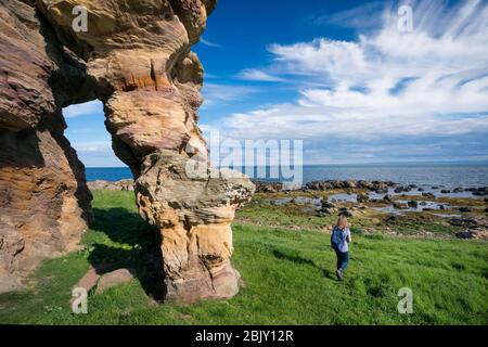 Eine weibliche Touristin spaziert durch die Caiplie Caves, oder Coves, Felsformationen entlang der Nordsee auf dem Fife Coastal Path, Crail, Schottland, Europa Stockfoto