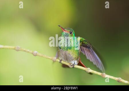 Rufous-tailed Kolibris (Amazilia tzacatl) on Branch, Costa Rica, Mittelamerika Stockfoto