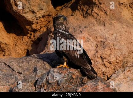 Ein juveniler Weißkopfadler wird am Donnerstag, 30. April 2020, in Phoenix, Arizona, gesehen. Stockfoto