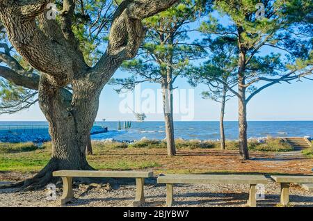 Bänke sind unter einer lebenden Eiche für Touristen platziert, die auf der Mobile Bay Ferry in Fort Morgan, 4. März 2016, in Gulf Shores, Alabama warten. Stockfoto