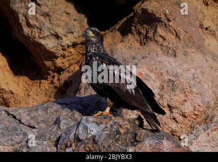 Ein juveniler Weißkopfadler wird am Donnerstag, 30. April 2020, in Phoenix, Arizona, gesehen. Stockfoto