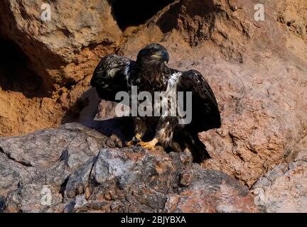 Ein juveniler Weißkopfadler wird am Donnerstag, 30. April 2020, in Phoenix, Arizona, gesehen. Stockfoto