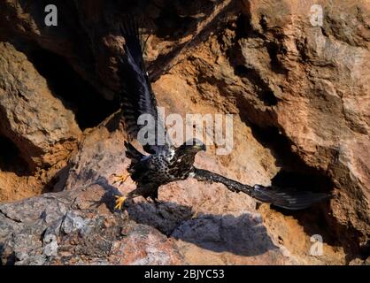 Ein juveniler Weißkopfadler wird am Donnerstag, 30. April 2020, in Phoenix, Arizona, gesehen. Stockfoto