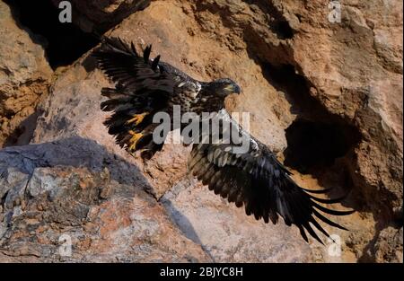 Ein juveniler Weißkopfadler wird am Donnerstag, 30. April 2020, in Phoenix, Arizona, gesehen. Stockfoto