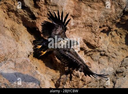 Ein juveniler Weißkopfadler wird am Donnerstag, 30. April 2020, in Phoenix, Arizona, gesehen. Stockfoto