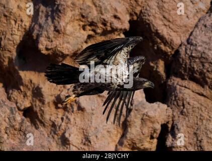 Ein juveniler Weißkopfadler wird am Donnerstag, 30. April 2020, in Phoenix, Arizona, gesehen. Stockfoto