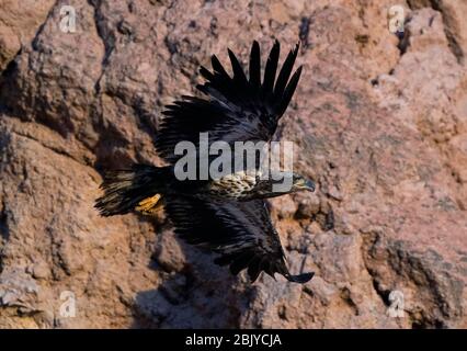 Ein juveniler Weißkopfadler wird am Donnerstag, 30. April 2020, in Phoenix, Arizona, gesehen. Stockfoto