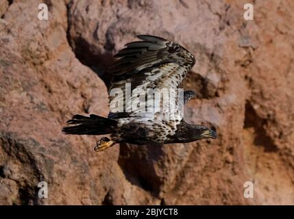 Ein juveniler Weißkopfadler wird am Donnerstag, 30. April 2020, in Phoenix, Arizona, gesehen. Stockfoto