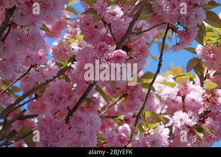 Kirschblüten auf Baum schließen Sommer rosa Hintergrund hochwertige Drucke Stockfoto