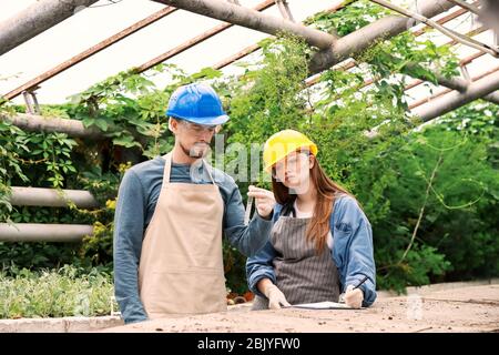 Junge Agraringenieure arbeiten im Gewächshaus Stockfoto