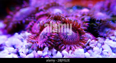 Zoanthus Polypen auf Makro-Unterwasserfotografie Szene Stockfoto