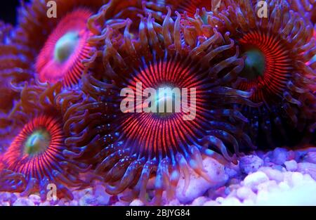 Zoanthus Polypen auf Makro-Unterwasserfotografie Szene Stockfoto