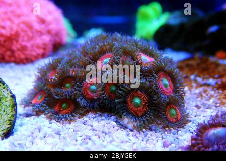 Zoanthus Polypen auf Makro-Unterwasserfotografie Szene Stockfoto