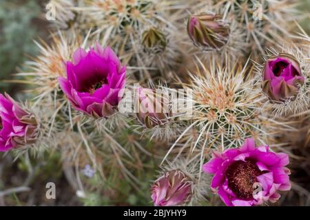 Igelkaktus, Echinocereus engelmannii, Kakteen, einheimische Pflanze, rosa-violette Blüte, Joshua Tree National Park, südliche Mojave-Wüste, Frühling. Stockfoto