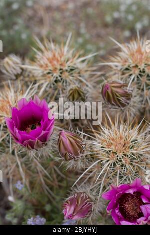 Igelkaktus, Echinocereus engelmannii, Kakteen, einheimische Pflanze, rosa-violette Blüte, Joshua Tree National Park, südliche Mojave-Wüste, Frühling. Stockfoto