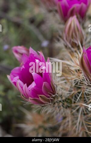 Igelkaktus, Echinocereus engelmannii, Kakteen, einheimische Pflanze, rosa-violette Blüte, Joshua Tree National Park, südliche Mojave-Wüste, Frühling. Stockfoto